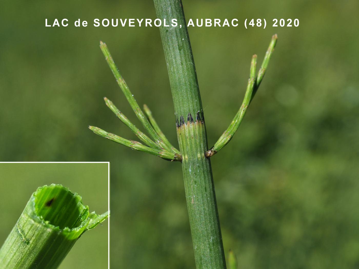 Horsetail, Water leaf